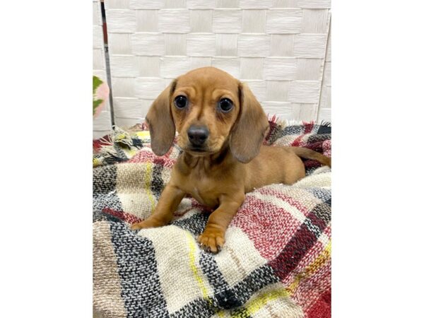 Dachshund DOG Female Red 242 Petland Charleston