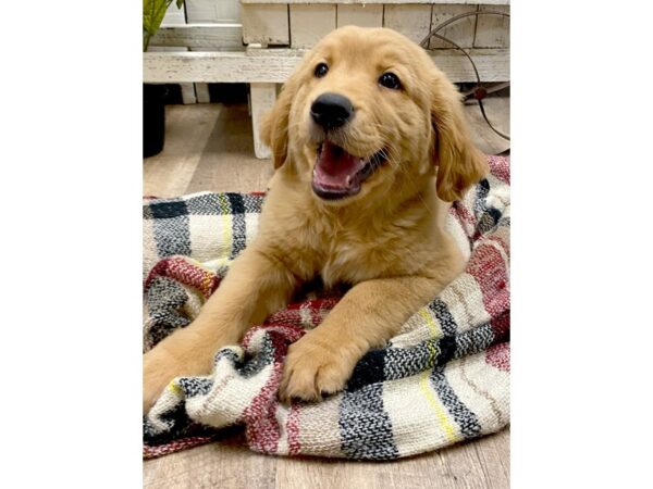 Golden Retriever DOG Male Gold 255 Petland Charleston