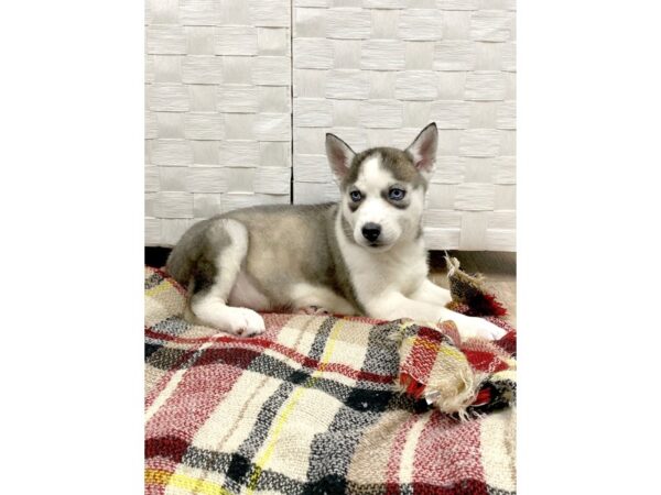 Siberian Husky DOG Male 263 Petland Charleston