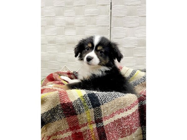 Miniature Australian Shepherd DOG Male Black White / Tan Petland Charleston