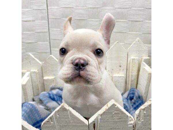 French Bulldog DOG Male Cream 275 Petland Charleston