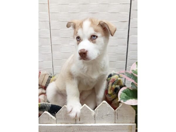 Siberian Husky DOG Male Red / White 280 Petland Charleston