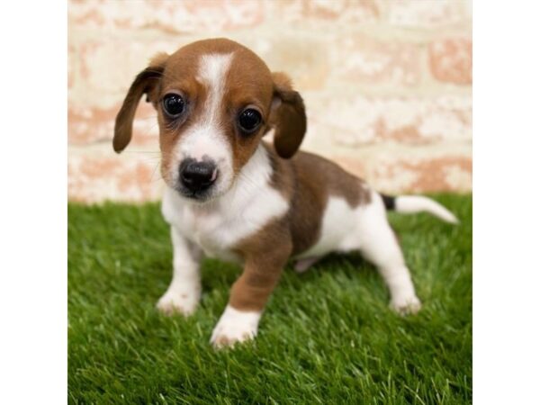 Dachshund DOG Male Wild Boar 284 Petland Charleston