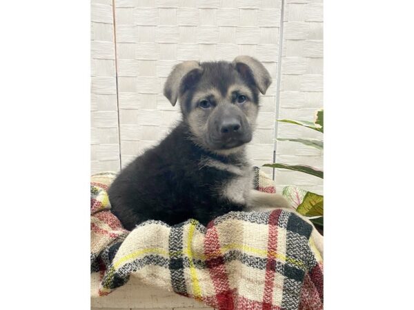 German Shepherd Dog DOG Male Black / Silver 285 Petland Charleston