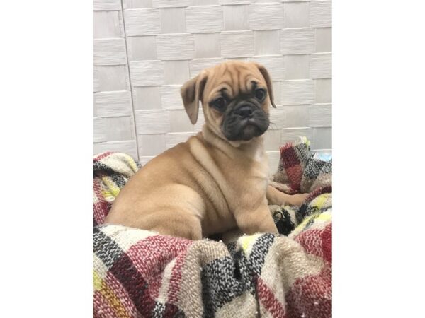 English Puggle (Puggle/English Bulldog) DOG Female Fawn 299 Petland Charleston