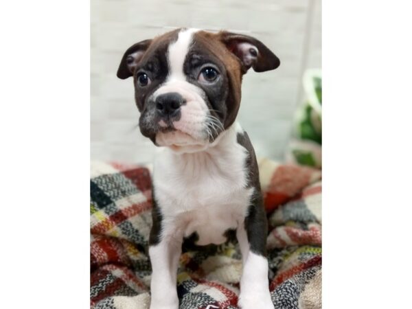 Boston Terrier DOG Male BLK WH 294 Petland Charleston