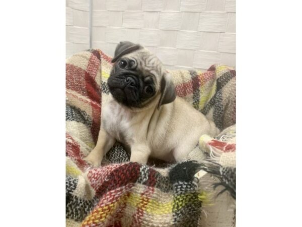 Pug DOG Female Fawn 306 Petland Charleston