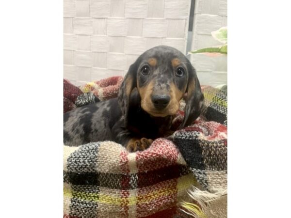 Dachshund DOG Male Black / Tan 304 Petland Charleston