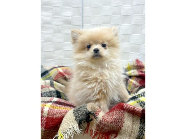 Pomeranian DOG Male Orange 290 Petland Charleston