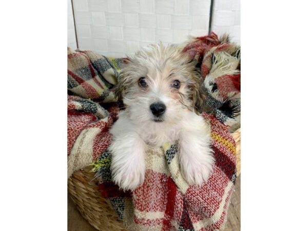 Yochon DOG Male Gold / White 323 Petland Charleston