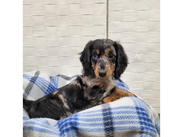 Dachshund DOG Male Black / Tan 330 Petland Charleston