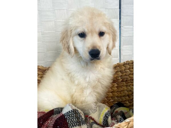 Golden Retriever-DOG-Female-Light Golden-345-Petland Charleston