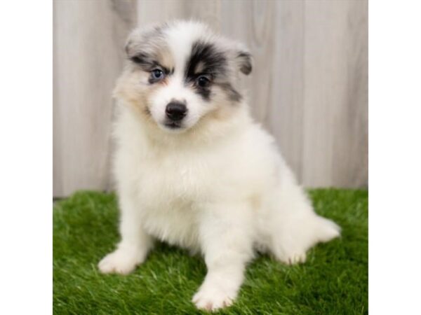 Pomsky 2nd Gen DOG Male White 353 Petland Charleston