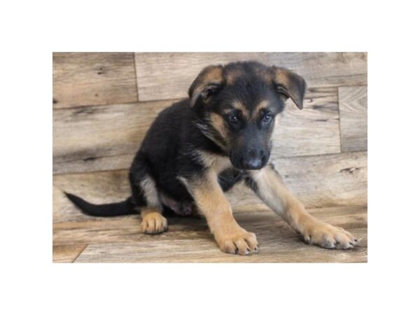 German Shepherd Dog DOG Male Black / Tan 358 Petland Charleston