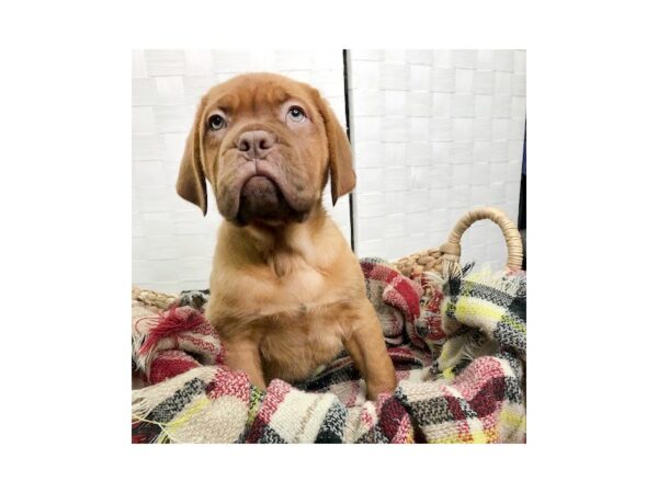 Dogue De Bordeaux-DOG-Female-Red-378-Petland Charleston