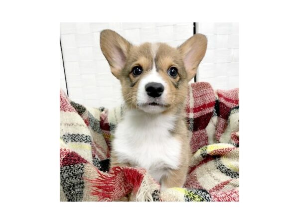 Pembroke Welsh Corgi-DOG-Male-Sable / White-377-Petland Charleston