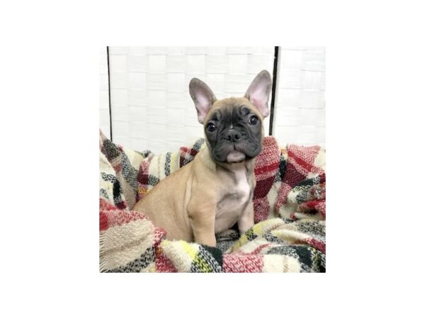 French Bulldog DOG Male Fawn 375 Petland Charleston