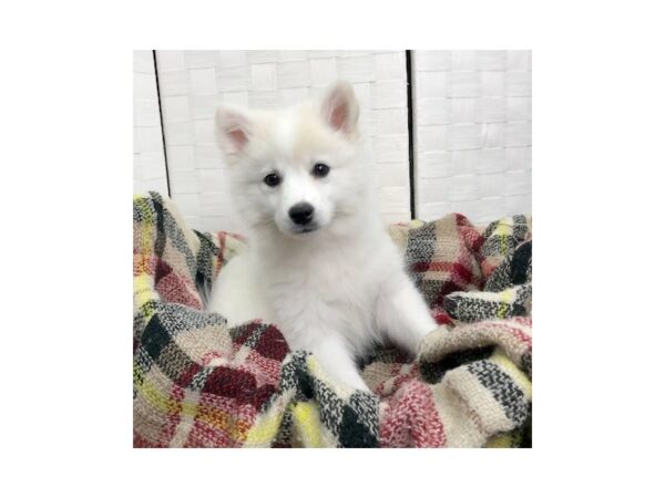 American Eskimo Dog-DOG-Female-White-373-Petland Charleston