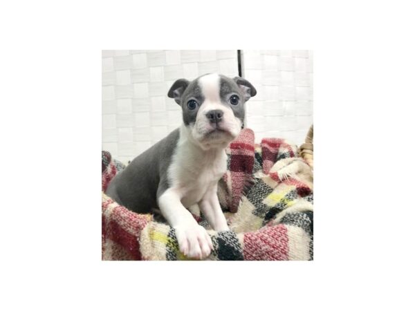 Boston Terrier DOG Female BLUE WH 367 Petland Charleston