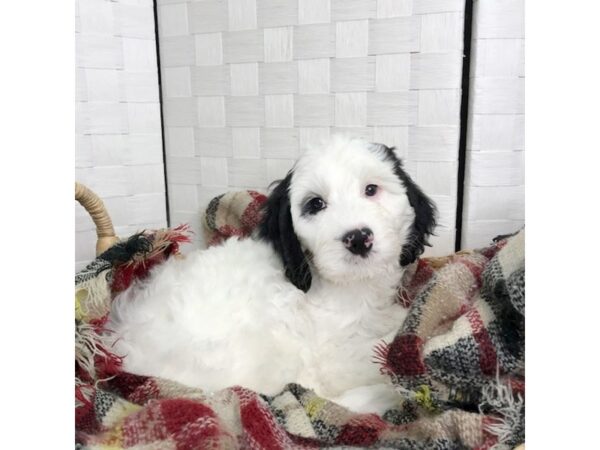 Bernedoodle 2nd Gen-DOG-Male-Black / White-382-Petland Charleston