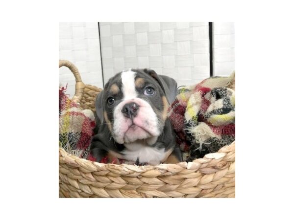 Bulldog DOG Male Blue Tan / White 384 Petland Charleston