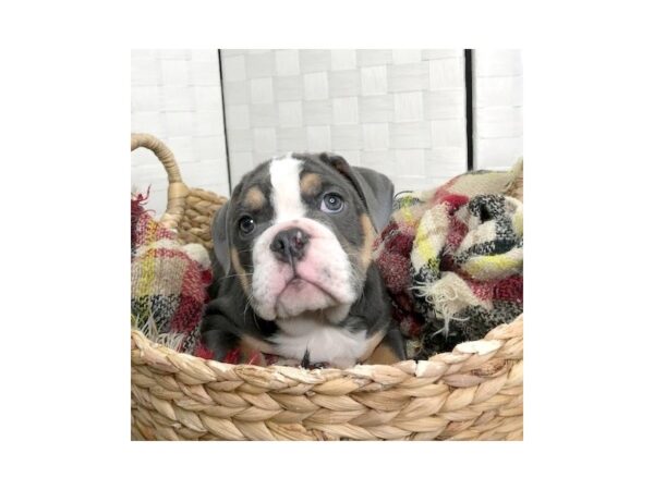 Bulldog DOG Male Blue Tan / White 384 Petland Charleston