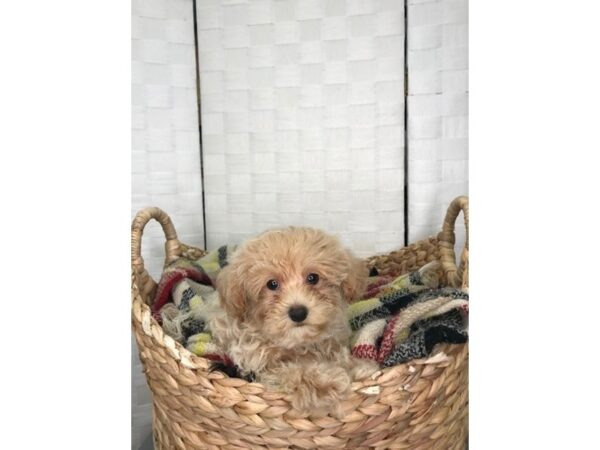 Yorkie Poo-DOG-Male-BEIGE-386-Petland Charleston