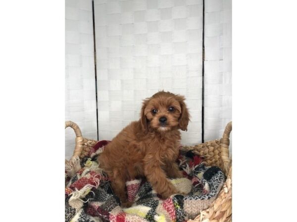 Cava Poo DOG Female RED 387 Petland Charleston