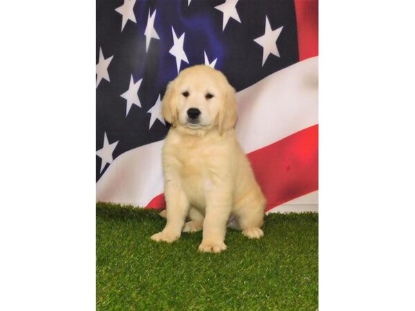 Golden Retriever DOG Male Light Golden 403 Petland Charleston