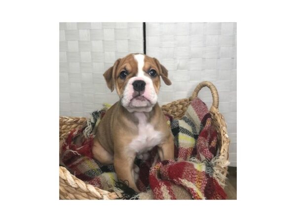 Olde English Bulldog-DOG-Male-Fawn / White-411-Petland Charleston