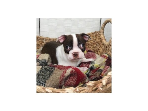 Boston Terrier DOG Female Seal / White 408 Petland Charleston