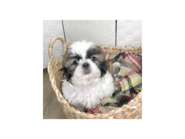 Shih Tzu DOG Male Gold / White 392 Petland Charleston