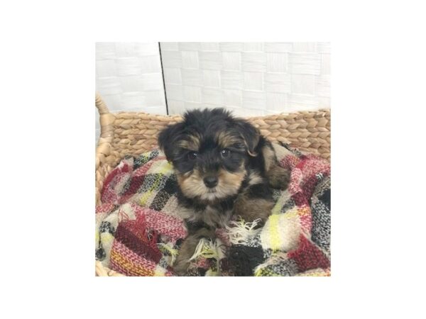 Yorkshire Terrier DOG Male Black / Tan 416 Petland Charleston