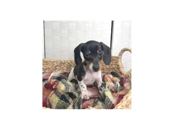 Dachshund DOG Male Black White / Tan 417 Petland Charleston