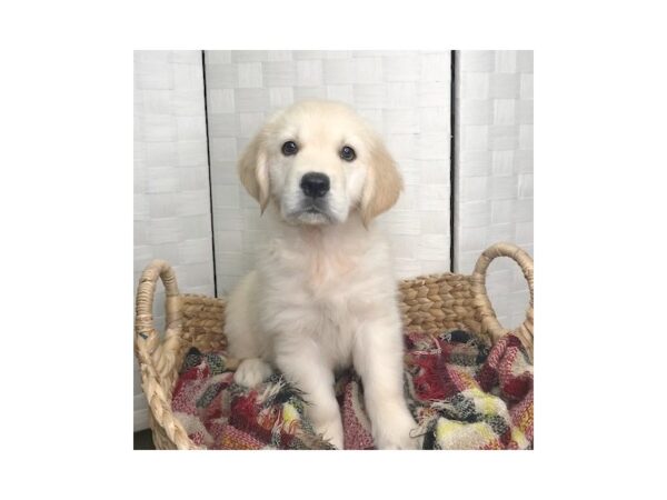 Golden Retriever DOG Female golden 424 Petland Charleston