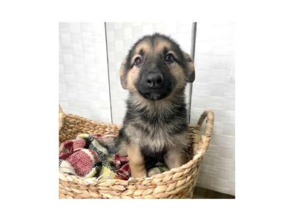 German Shepherd DOG Female blk&tn 447 Petland Charleston