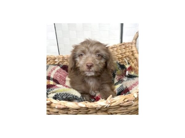 Aussiedoodle Mini-DOG-Female-Chocolate-446-Petland Charleston