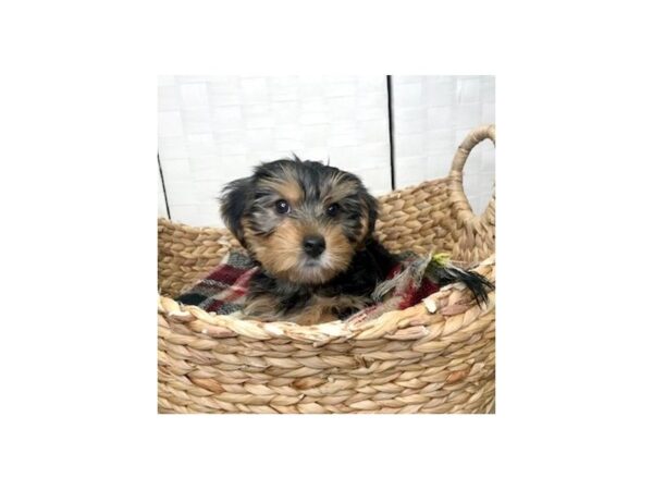 Yorkshire Terrier DOG Male Black / Tan 443 Petland Charleston