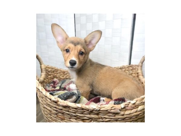 Pembroke Welsh Corgi DOG Female Sable / White 441 Petland Charleston