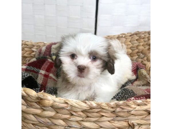 Shih Tzu DOG Male White w/ Brown Markings 451 Petland Charleston