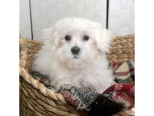 Maltese DOG Male White 439 Petland Charleston