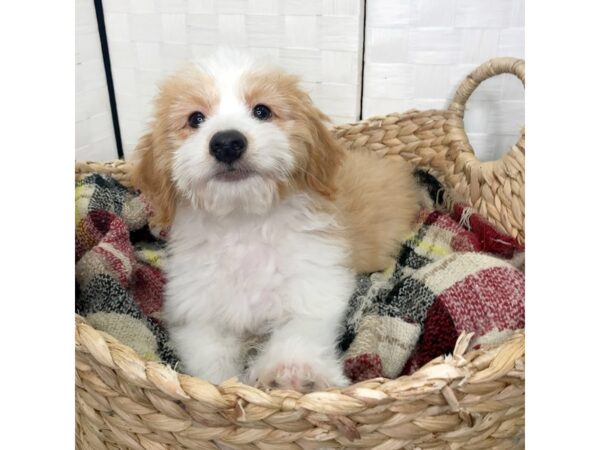 Aussiedoodle Mini-DOG-Male-Fawn-452-Petland Charleston