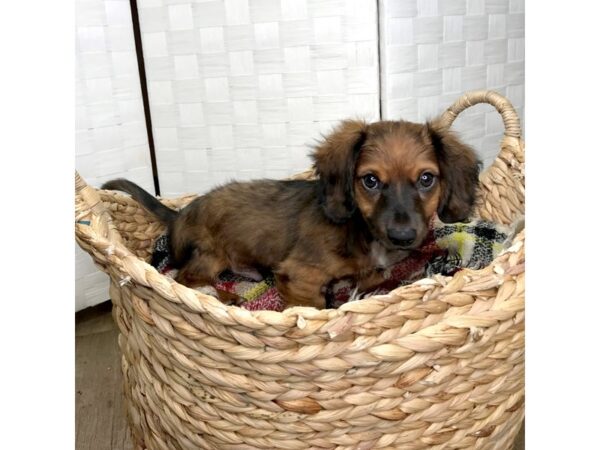 Chiweenie DOG Male Wild Boar 473 Petland Charleston