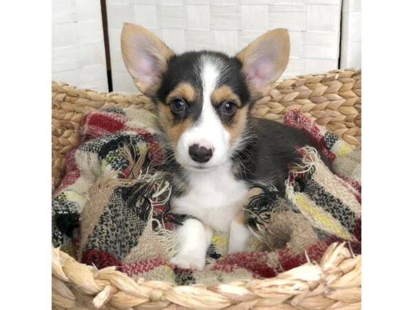 Auggie-DOG-Male-Tri-Color-476-Petland Charleston