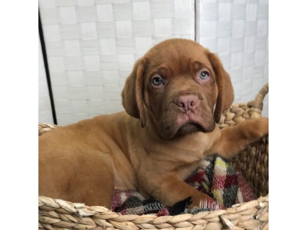 Dogue de Bordeaux DOG Male Red 481 Petland Charleston