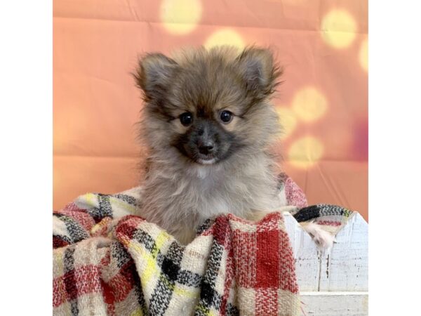 Pomsky 2nd Gen DOG Female Brown 492 Petland Charleston