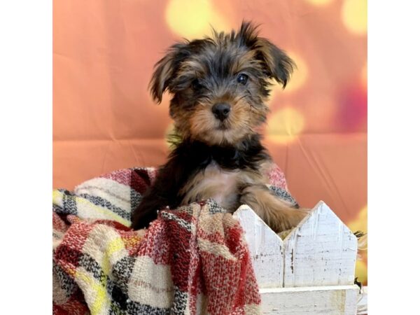 Yorkshire Terrier DOG Male Black / Tan 491 Petland Charleston