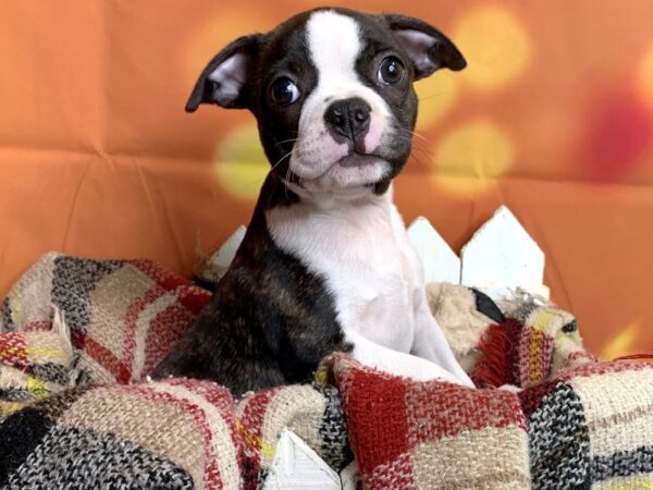 Boston Terrier DOG Male Brindle / White 495 Petland Charleston