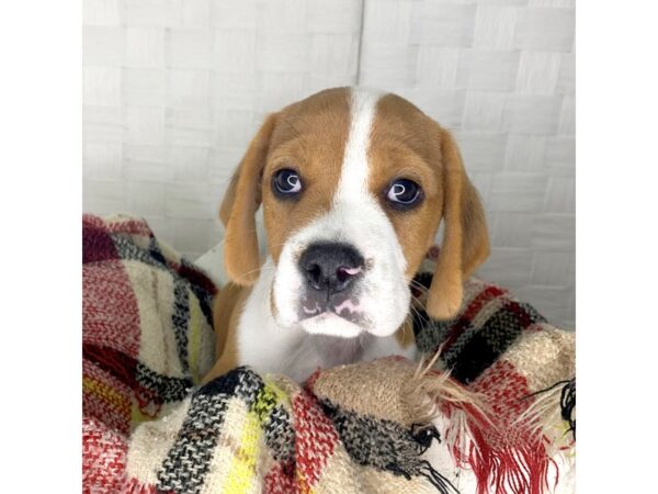 Beabull-DOG-Male-Fawn / White-502-Petland Charleston