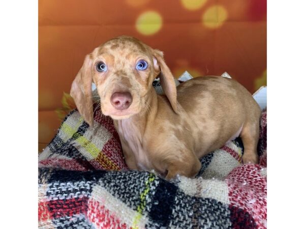 Dachshund DOG Male Cream 512 Petland Charleston